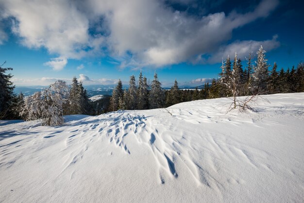 Hermoso paisaje soleado de abetos esponjosos que crecen entre ventisqueros blancos