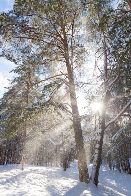 Hermoso paisaje soleado día de invierno en un bosque