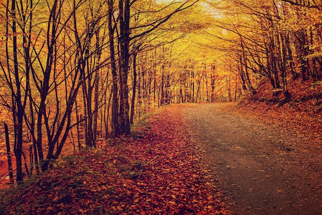 Hermoso paisaje soleado de otoño con camino de hojas rojas secas caídas a través del bosque y árboles amarillos