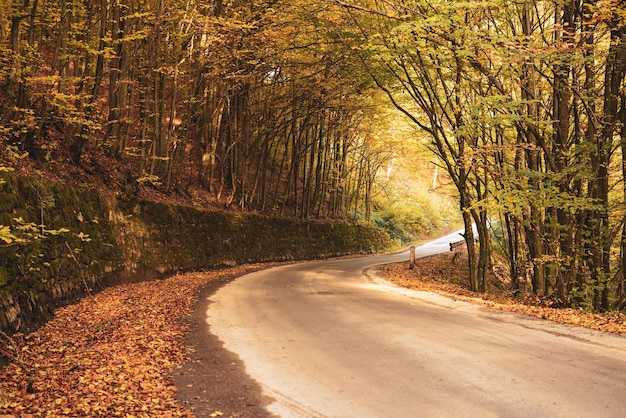 Hermoso paisaje soleado de otoño con camino de hojas rojas secas caídas a través del bosque y árboles amarillos