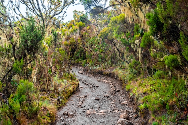 Hermoso paisaje de Tanzania y Kenia desde la montaña Kilimanjaro. Rocas, arbustos y terreno volcánico vacío alrededor del volcán Kilimanjaro.