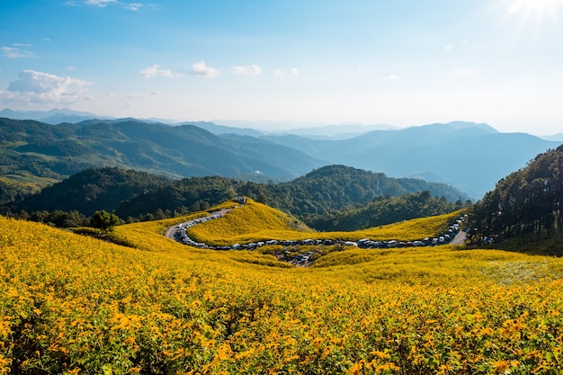 Hermoso paisaje de Thung Bua thong (árbol de caléndula, girasol mexicano) Campos en la montaña, Khun yuam, Mae Hong Son, Tailandia.