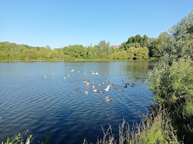 hermoso paisaje tranquilo orilla lago pájaros patos gaviotas soleado durante el día