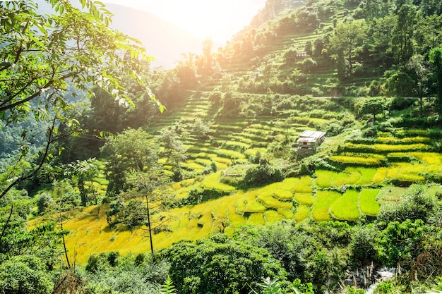 Hermoso paisaje de valle verde con terrazas de arroz en el himalaya nepalés