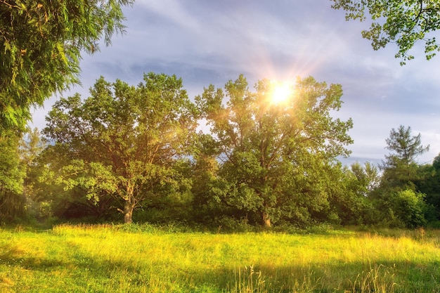 Hermoso paisaje de verano con árboles y hierba verde Follaje de árboles en la hermosa luz de la mañana con luz solar en verano