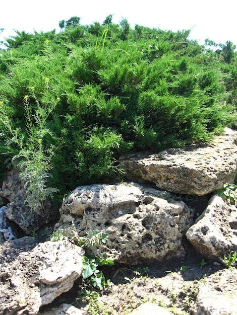 Hermoso paisaje de verano con arbustos y piedras.