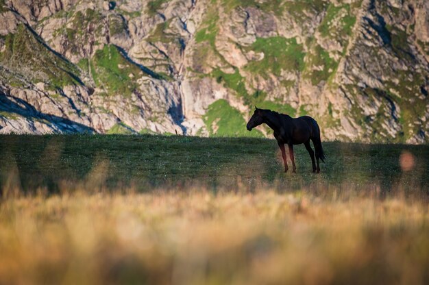 El hermoso paisaje de verano con caballos en Arkhyz, Rusia