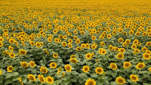 Hermoso paisaje de verano con un campo floreciente de girasoles amarillos fondo Fondo de floración natural