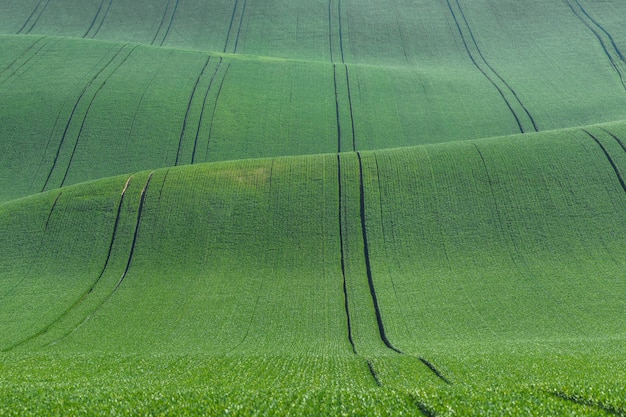 Hermoso paisaje de verano con colinas verdes