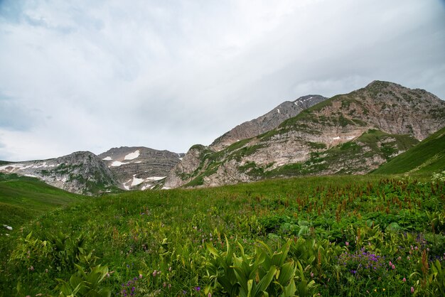 Hermoso paisaje de verano en un día nublado en un valle de montaña con flores y nieve