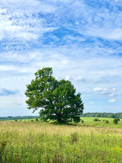 hermoso paisaje de verano un enorme roble crece en medio del campo nubes en el cielo