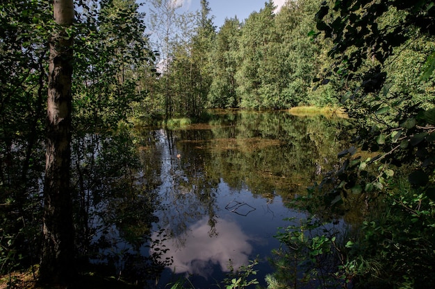 Hermoso paisaje de verano de un lago forestal