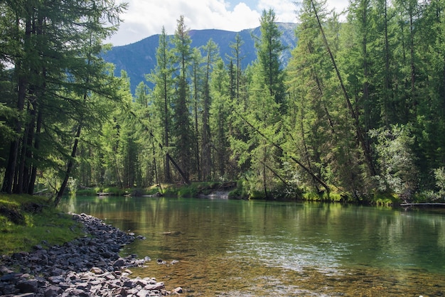 Hermoso paisaje de verano con montañas, bosques y un río en frente