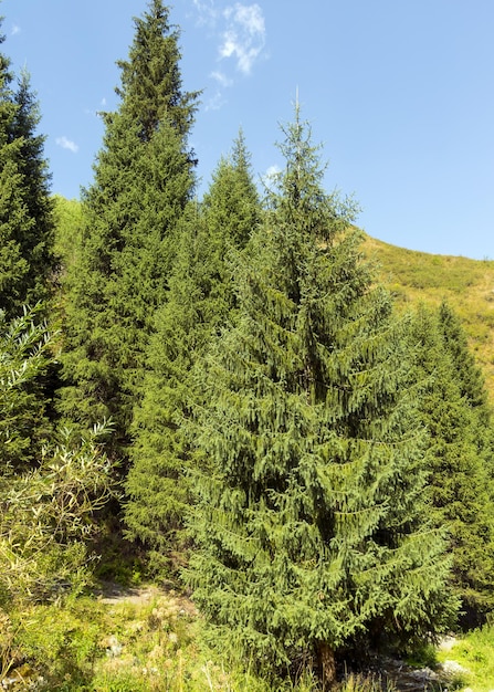 Hermoso paisaje de verano Las montañas cubiertas de bosque Montañas en los árboles abeto pino