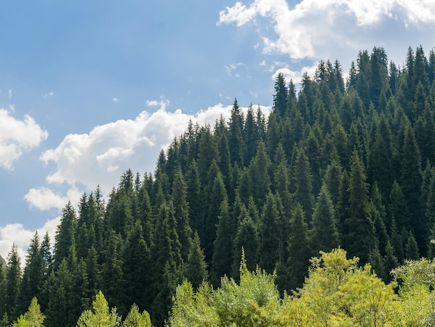 Hermoso paisaje de verano Las montañas cubiertas de bosque Montañas en los árboles abeto pino