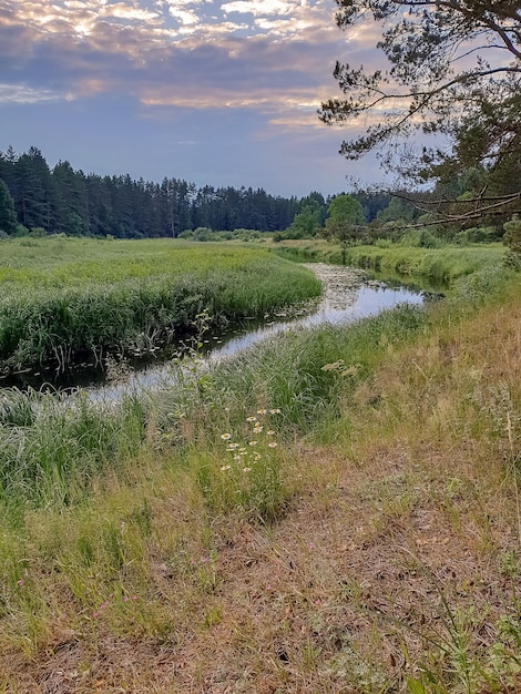 Hermoso paisaje de verano, río del bosque con reflejo del cielo.