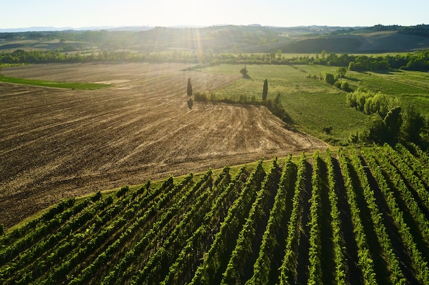 Hermoso paisaje de viñedos en la Toscana. Región de Chianti