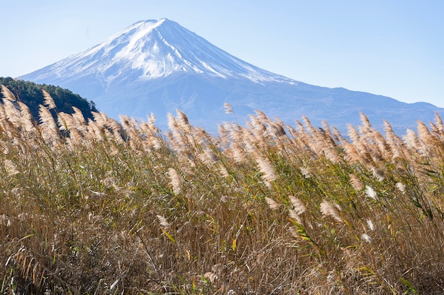 Hermoso paisaje con vista al monte Fuji y al lago kawakugiko