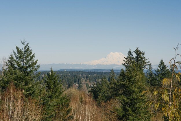 Hermoso paisaje con vista al volcán Rainier desde Olimpia