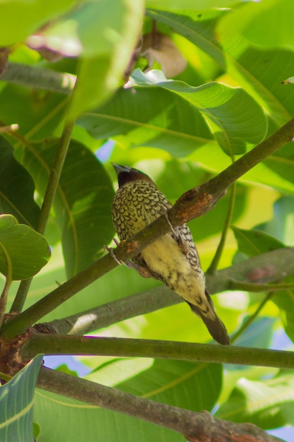 Foto hermoso pajarito en el árbol