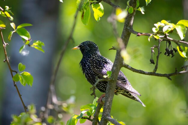 Hermoso pajarito en la rama de un árbol con hojas verdes pequeña torre descansando sobre un árbol en verano