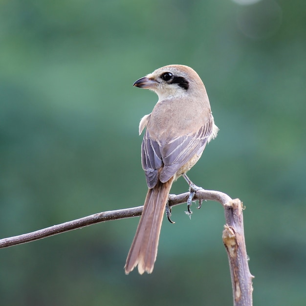 Hermoso pájaro (Alcaudón marrón, Lanius cristatus)