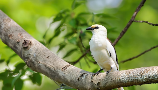 Hermoso pájaro en el árbol con fondo verde natural