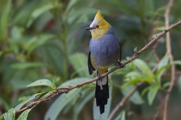 Foto hermoso pájaro en un árbol