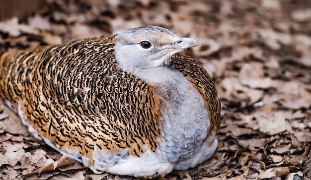 Hermoso pájaro avutarda sentado en el suelo en el parque en otoño