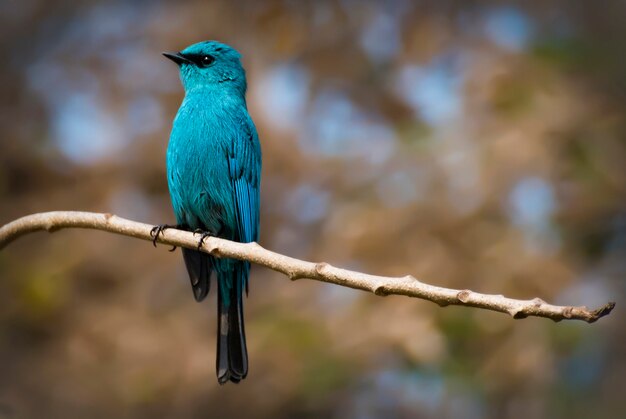 Hermoso pájaro azul Verditer Flycatcher