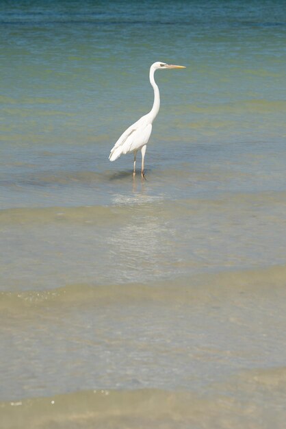 Hermoso pájaro blanco en la orilla del mar de Holbox México