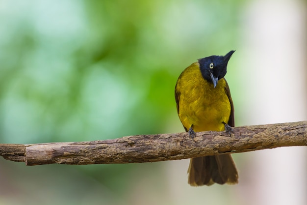 Hermoso pájaro Bulbul de cresta negra