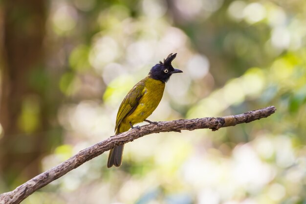 Hermoso pájaro Bulbul de cresta negra