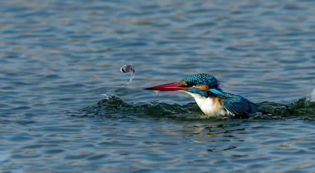 Foto hermoso pájaro cazando en el mar con las alas extendidas en color azul en alta resolución y nitidez