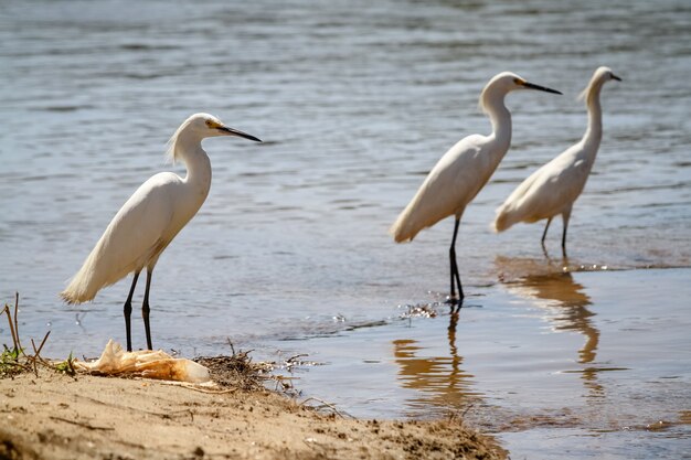 hermoso pájaro cazando peces en el estanque