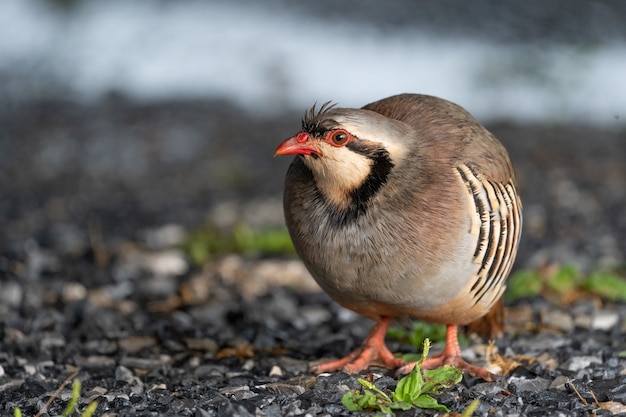 Hermoso pájaro chukar salvaje al aire libre.