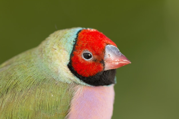 Foto hermoso pájaro de color