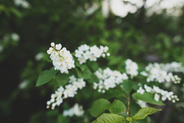 Hermoso pájaro fragante cereza Prunus padus almez hagberry o árbol Mayday