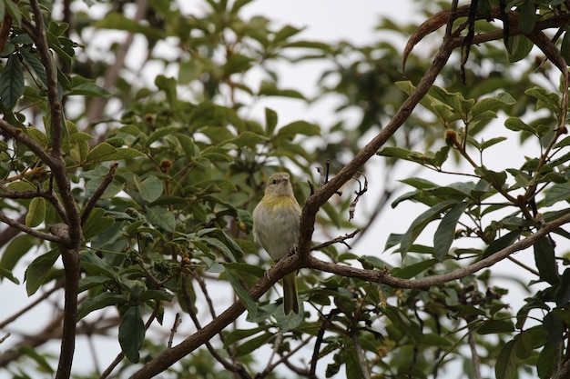 Hermoso pájaro inn naturaleza cerrar detalle