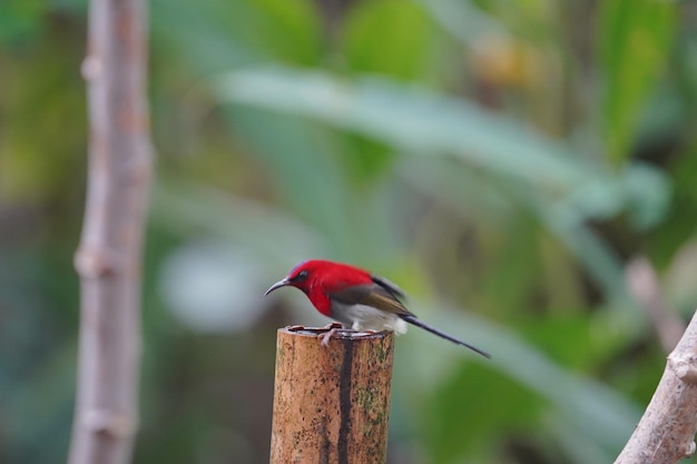 hermoso pájaro javan sunbird bañándose en un palo de bambú lleno de agua