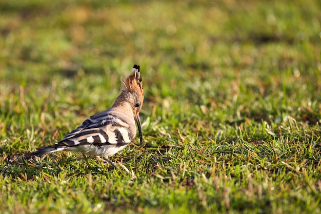 Hermoso pájaro en Lisboa Portugal