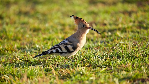 Hermoso pájaro en Lisboa Portugal