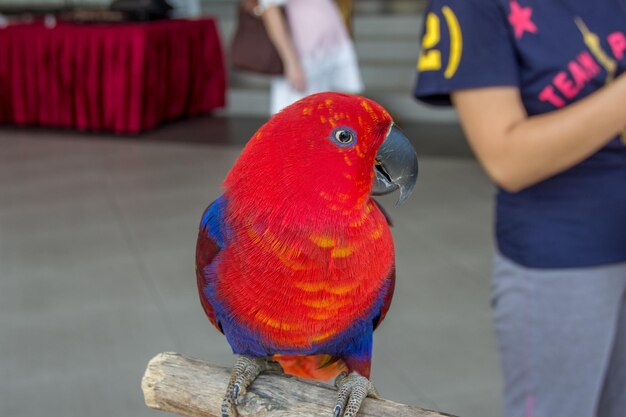 Hermoso pájaro loro rojo de cerca