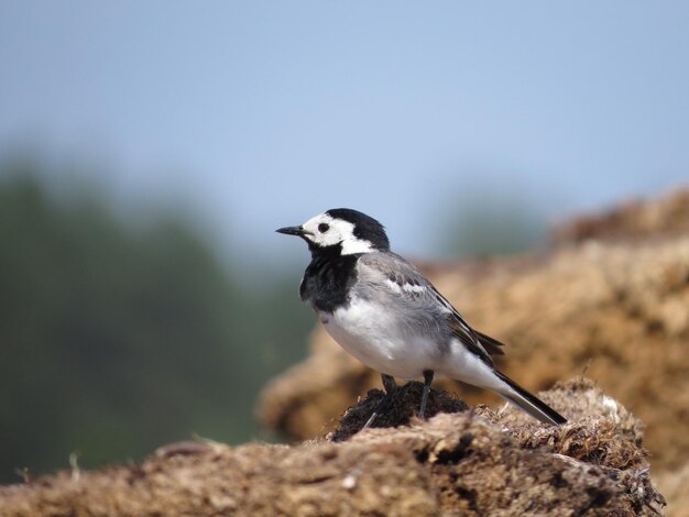 Hermoso pájaro en un lugar maravilloso.