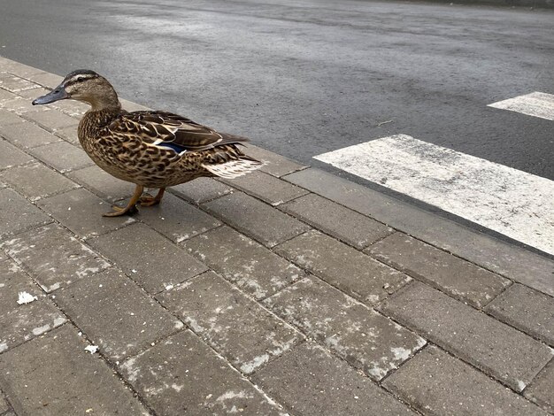 Un hermoso pájaro pato gris camina sobre el asfalto en un paso de peatones cruza la carretera