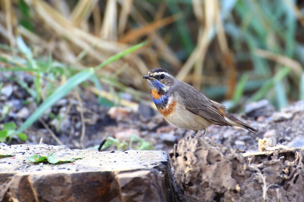 Hermoso pájaro pechiazul Luscinia svecica standingon piedra