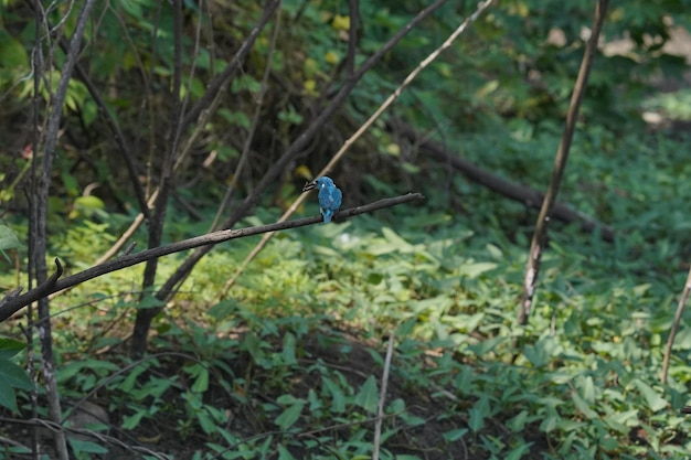 hermoso pájaro pequeño martín pescador azul posado en una rama de árbol