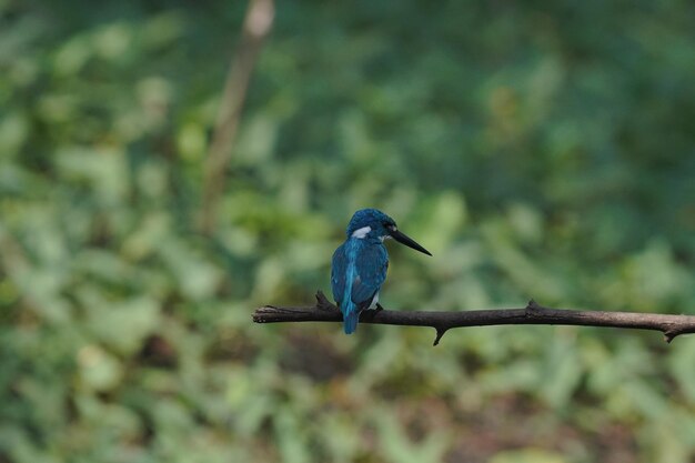 hermoso pájaro pequeño martín pescador azul posado en una rama de árbol