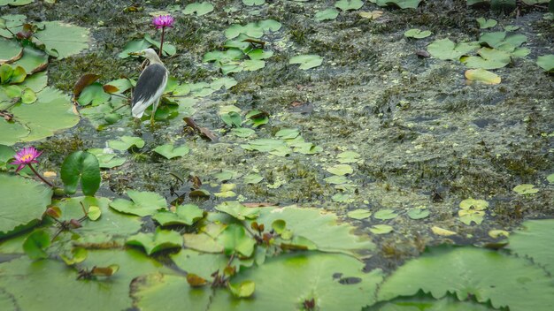 Hermoso pájaro de pie en lotus, Lotus en el lago de loto