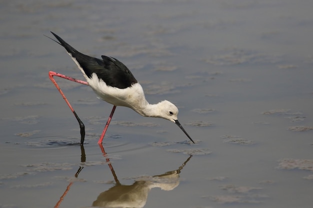 El hermoso pájaro Pied Stilt caminando por comida en el pantano